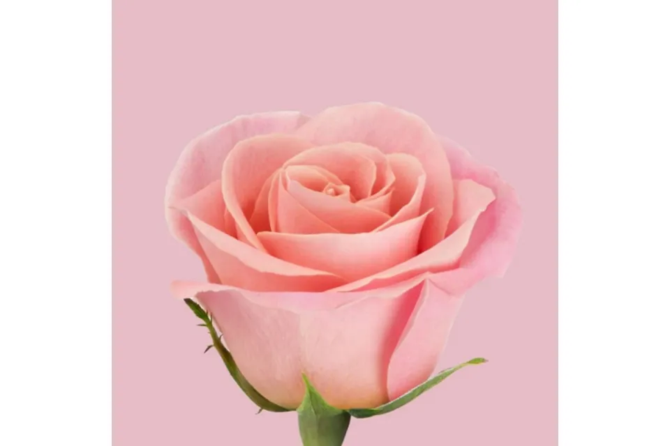 Хладилник Liebherr CNclr 5203 LovelyRose ColourLine EasyFresh NoFrost